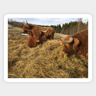 Scottish Highland Cattle Cows 2290 Sticker